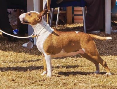Étalon Bull Terrier - CH. Kingston-Corbières Bt Uprising work -Unity-