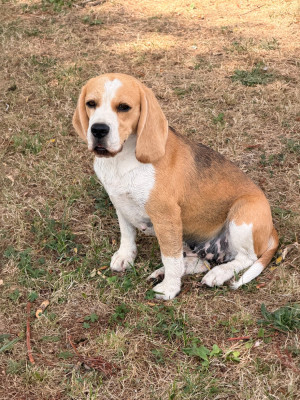 Étalon Beagle - ULKA de la vallée du grand loup