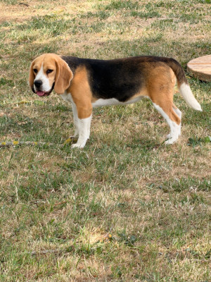 Étalon Beagle - ATHÉNA de la vallée du grand loup