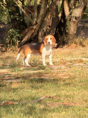 Étalon Beagle - BULLE Des Terres D’Olim’s