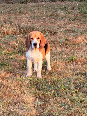 Étalon Beagle - APPLE Des Trésors De La Vézère