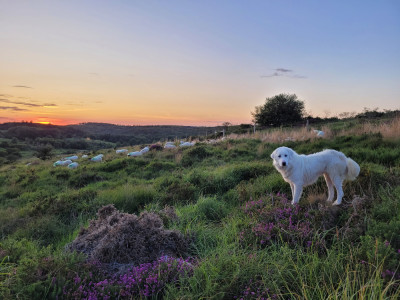 Étalon Chien de Montagne des Pyrenees - Touly (Sans Affixe)