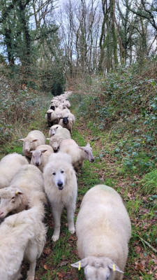 Étalon Chien de Montagne des Pyrenees - Verlors dit Vercors Les Blancs Du Nord