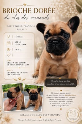 Étalon Bouledogue français - Brioche Dorée du clos des voinauds