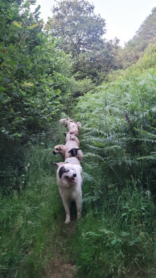 Étalon Chien de Montagne des Pyrenees - Unik (Sans Affixe)
