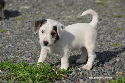 Étalon Jack Russell Terrier - Bloom des Hauts-Marizys