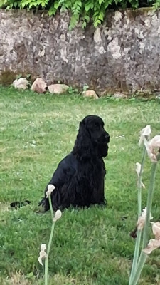 Étalon Cocker Spaniel Anglais - Yo-Play The Holly's Field