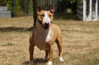 Étalon Bull Terrier Miniature - Ushuaia (Sans Affixe)