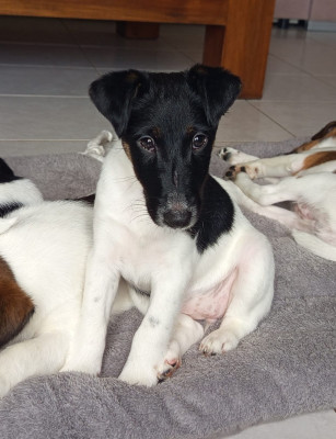 Étalon Fox Terrier Poil lisse - Blueberry Babygirl du Gai Tourtel 