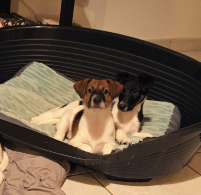 Étalon Fox Terrier Poil lisse - Bella Moonlite du Gai Tourtel 