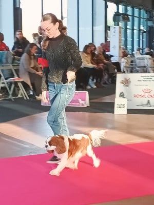 Étalon Cavalier King Charles Spaniel - CH. Viking des petits artistes (Sans Affixe)