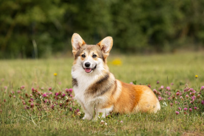 Étalon Welsh Corgi Pembroke - Ah Halloween Harvest Moon du chemin des korrigans