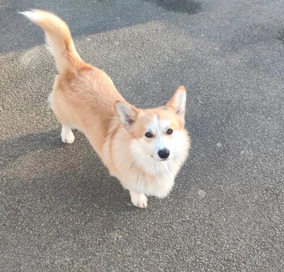 Étalon Welsh Corgi Pembroke - Valco (Sans Affixe)