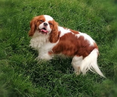 Étalon Cavalier King Charles Spaniel - VITAMINE D'Ez Mortes Terres