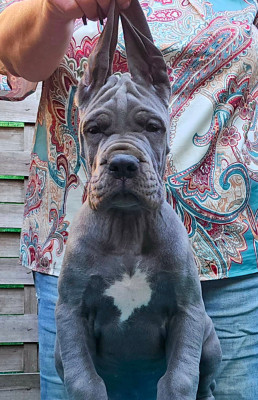Étalon Dogue allemand - Bétsabhée Banshee De La Guilde Des Néphilims