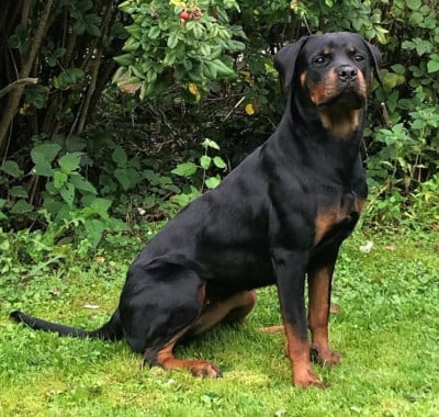 Étalon Rottweiler - THEMIS Des Comtes De L'inefaëlle