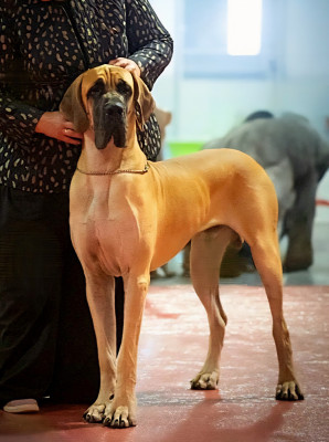 Étalon Dogue allemand - CH. Valdo Ecco De La Guilde Des Néphilims