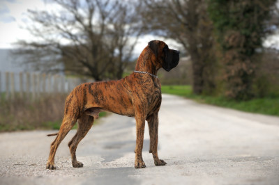 Étalon Dogue allemand - Umporio le Prestige De La Guilde Des Néphilims