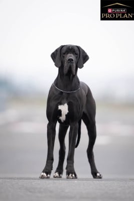 Étalon Dogue allemand - Umbrella Du Monde De Sténa