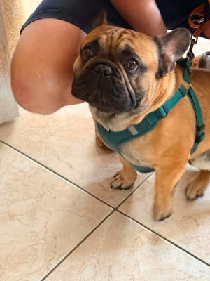 image de Valentino du domaine des Bastidiens