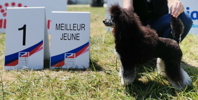 Étalon Caniche - CH. Twilly D Hermès Du Royaume De La Pompadour