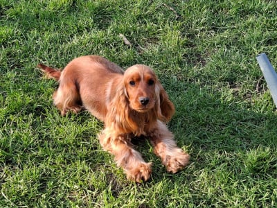 Étalon Cocker Spaniel Anglais - Vahina de la vallée de l'empereur