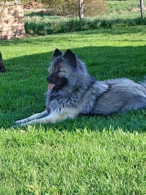 Étalon Eurasier - Vaska L'Elevage Du Prince