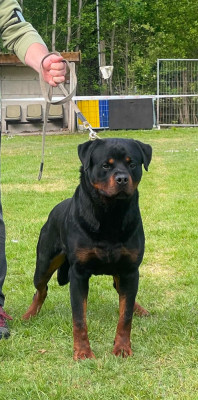 Étalon Rottweiler - Victor of beautiful passion Beautyful Passion