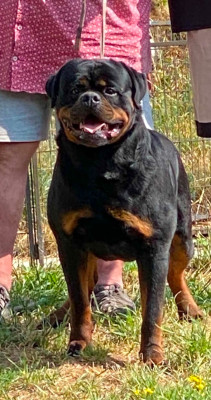 Étalon Rottweiler - CH. Hulk FTB Beautyful Passion