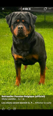 Étalon Rottweiler - Tara Beautyful Passion
