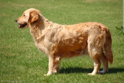 Étalon Golden Retriever - Venus Céleste du royaume des horizons d'or
