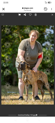 Étalon Dogue allemand - BOUH Des Zamours De Caux