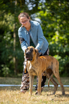 Étalon Dogue allemand - BLUEBELLE Des Zamours De Caux