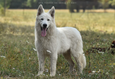 Étalon Berger Blanc Suisse - Aurvangar des terres de skoll et hati