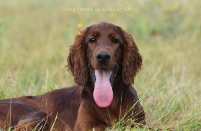 Étalon Setter irlandais rouge - Chasseresse Beyla Doggo Embassy