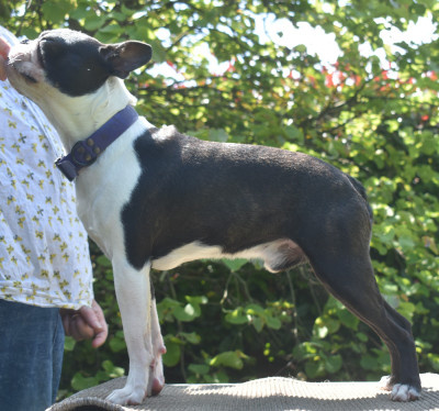Étalon Boston Terrier - D.V.Ucciano De Sabbia Nera De Mondella