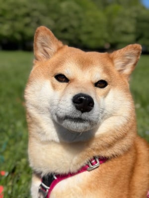 Étalon Shiba - Shina Go Shukumei no Akiko