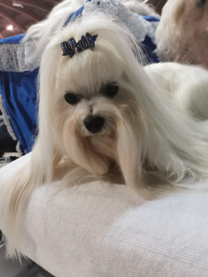 Étalon Bichon maltais - VISION-D'UNE-LADY  du domaine de l'Aristochien
