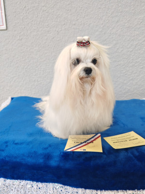 Étalon Bichon maltais - VISION-D'ELEGANCE du domaine de l'Aristochien