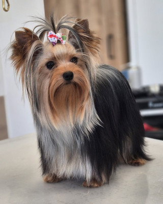 Étalon Yorkshire Terrier - AVANAH LOVE du Domaine Des Albizzias