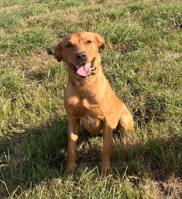 Étalon Labrador Retriever - Frenchfox Apple