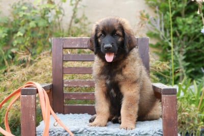 Étalon Leonberger - Blanice 