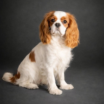 Étalon Cavalier King Charles Spaniel - Athéna Aliénor de Bettignies