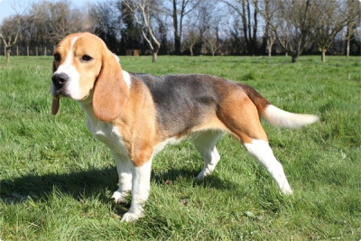 Étalon Beagle - Undy De la vallee des trappeurs