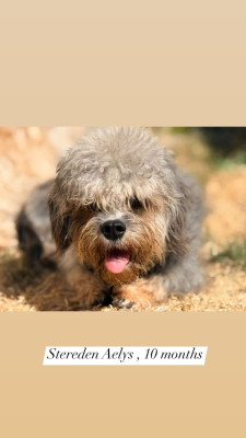 Étalon Dandie Dinmont Terrier - Stereden Aelys