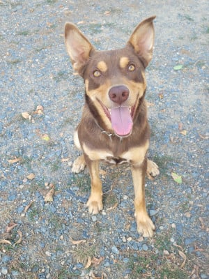 Étalon Australian Kelpie - Ringarooma Uno luke