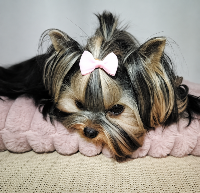 Étalon Yorkshire Terrier - Alba du Rocher De Sylëam