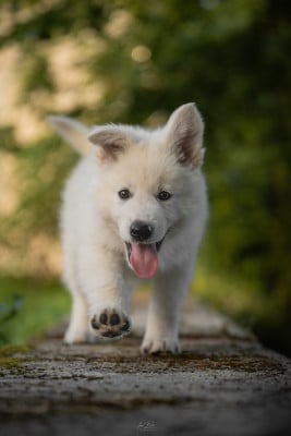 Étalon Berger Blanc Suisse - Rhaenys Des Héritiers De l Ancienne Valyria 
