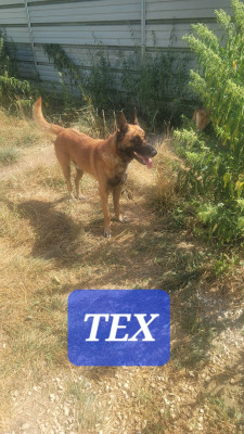 Étalon Berger Belge - Tex du Paradis des Edelweiss
