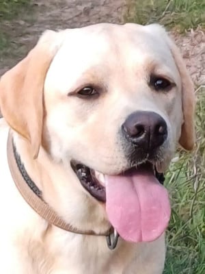 Étalon Labrador Retriever - Vraiment Belle Du bois des loutres